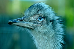 bird-928696_1920