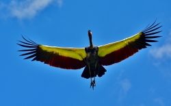 condor-2332750_1920