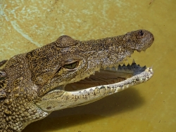 crocodile-1595727_1920