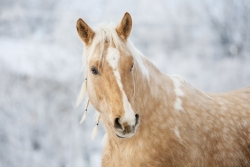 horse-3054683_1920