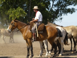 horses-52701_1920