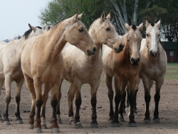 horses-893033_1920
