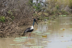 jabiru-2734590_1920