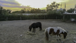 photo de la Camargue