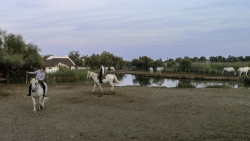 photo de la Camargue