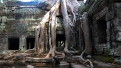 angkor-arbre