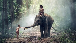 elephant-cambodge