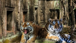 faune-cambodge