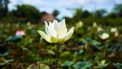 flore-cambodge
