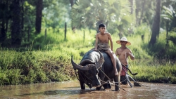 riziere-cambodge