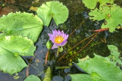 Lotus Da Nang