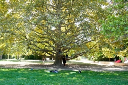 Parc Borély nature