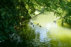 Parc Borély marre aux canards