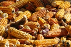 Mais mexicain