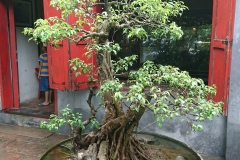 Bonzai dans temple de Hanoi