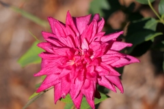 P1006120