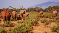 elephant-2668675_1920