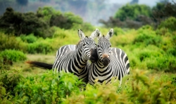 kenya-1883654_1920