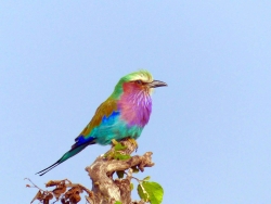 lilac-breasted-roller-818022_1920