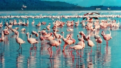 pink-flamingo-1484781_1920