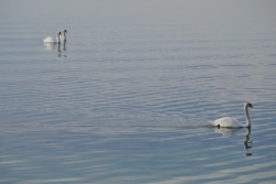 cygnes Lagune de Berre