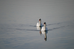 cygnes Lagune de Berre