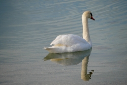 Faune Lagune de Berre