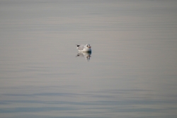 Oiseau Lagune de Berre