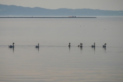 Lagune de Berre écologie