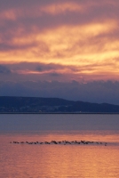 Lagune de Berre environnement