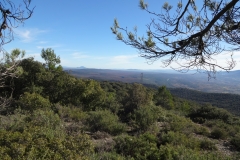 végétation Sainte Victoire