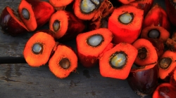 malaisie-fruit