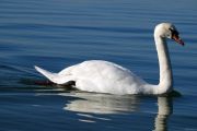 Cygne