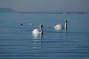 Cygnes Plage des Marettes