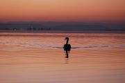 Cygne plage