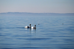 Cygnes Étang de Berre