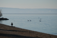 Garçon et Cygnes