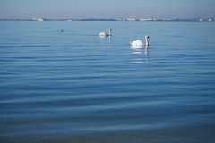 Cygnes