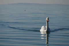 Cygne Plage des Marettes