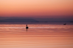 Cygne au soir