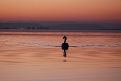 Cygne plage