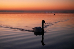Cygne Marettes