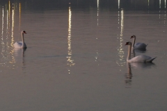Cygnes