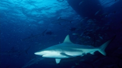requin Polynésie française