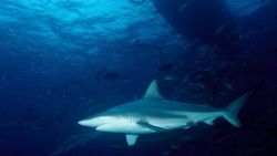 requin Polynésie française