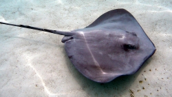 stingray-2327987_1920