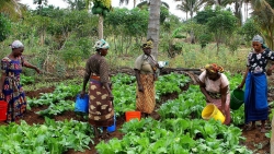 campagne Tanzanie