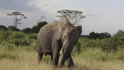 elephant Tanzanie