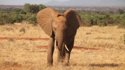 elephant afrique Tanzanie