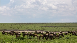 gnou Tanzanie